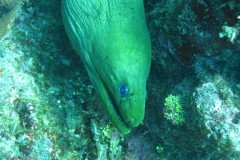 IMG_0121-.Medium