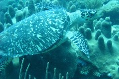 IMG_0122-.Medium