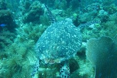 IMG_0123-.Medium