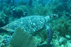 IMG_0124-.Medium