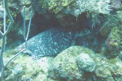 IMG_0125cc-.Medium
