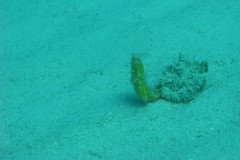 IMG_0129-.Medium