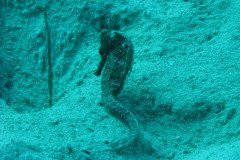 IMG_0131-.Medium