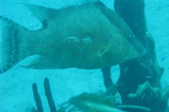 IMG_0132-.Medium