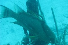 IMG_0133-.Medium