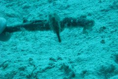 IMG_0134-.Medium