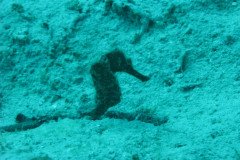 IMG_0136-.Medium