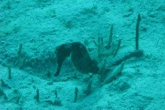IMG_0137-.Medium