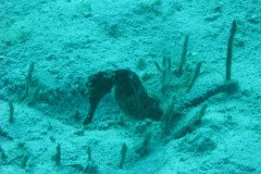IMG_0138-.Medium