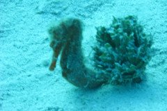 IMG_0139-.Medium