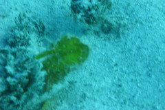 IMG_0142-.Medium