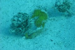 IMG_0143-.Medium