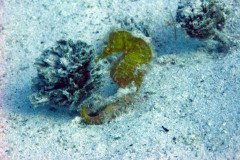 IMG_0143cc-.Medium