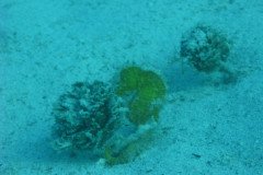 IMG_0144-.Medium
