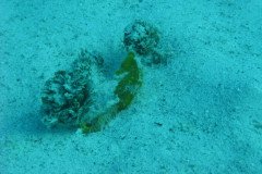 IMG_0145-.Medium