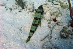 IMG_0146-.Medium