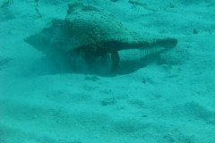 IMG_0147-.Medium