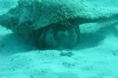 IMG_0149-.Medium