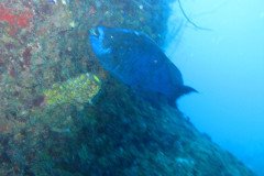 IMG_0152-.Medium