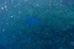 IMG_0153-.Medium