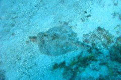 IMG_0154-.Medium