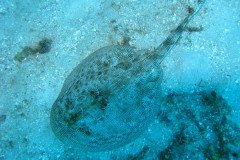 IMG_0155-.Medium