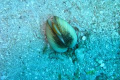 IMG_0156-.Medium