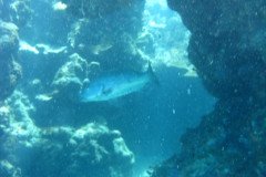 IMG_0159-.Medium