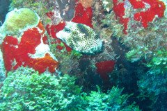 IMG_0160-.Medium