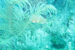 IMG_0906-.Medium