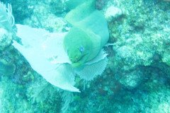 IMG_0917-.Medium
