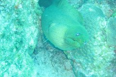 IMG_0920-.Medium