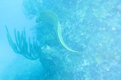 IMG_0923-.Medium