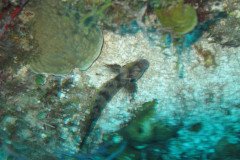 IMG_0925-.Medium