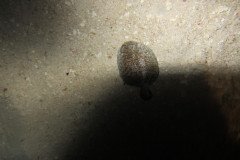 IMG_0929-.Medium