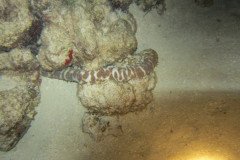 IMG_0930-.Medium