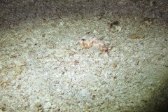 IMG_0934-.Medium