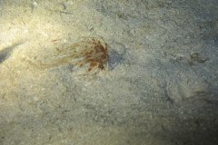 IMG_0938-.Medium
