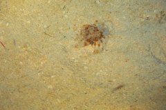 IMG_0939-.Medium