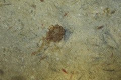 IMG_0941-.Medium