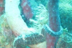 IMG_0952-.Medium
