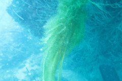IMG_0953-.Medium