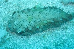 IMG_0956-.Medium