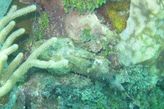 IMG_0958-.Medium