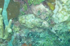 IMG_0959-.Medium