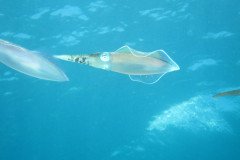 IMG_0967-.Medium