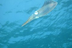IMG_0968-.Medium