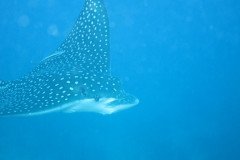 IMG_0969-.Medium