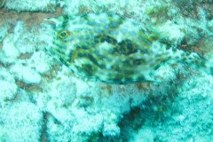 IMG_0974-.Medium