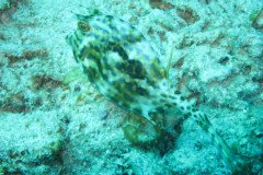 IMG_0975-.Medium